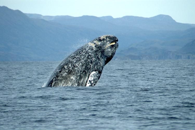 A gray whale breaching, mountains behind