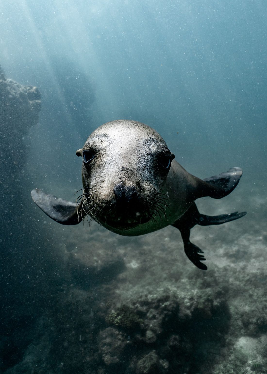 A young sea lion swimming toward the camera underwater