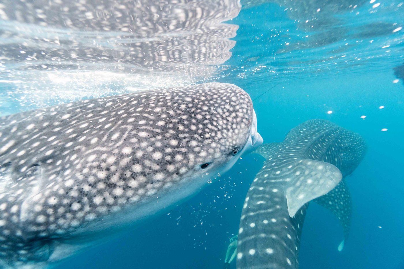 Two whale sharks swimming just below the surface