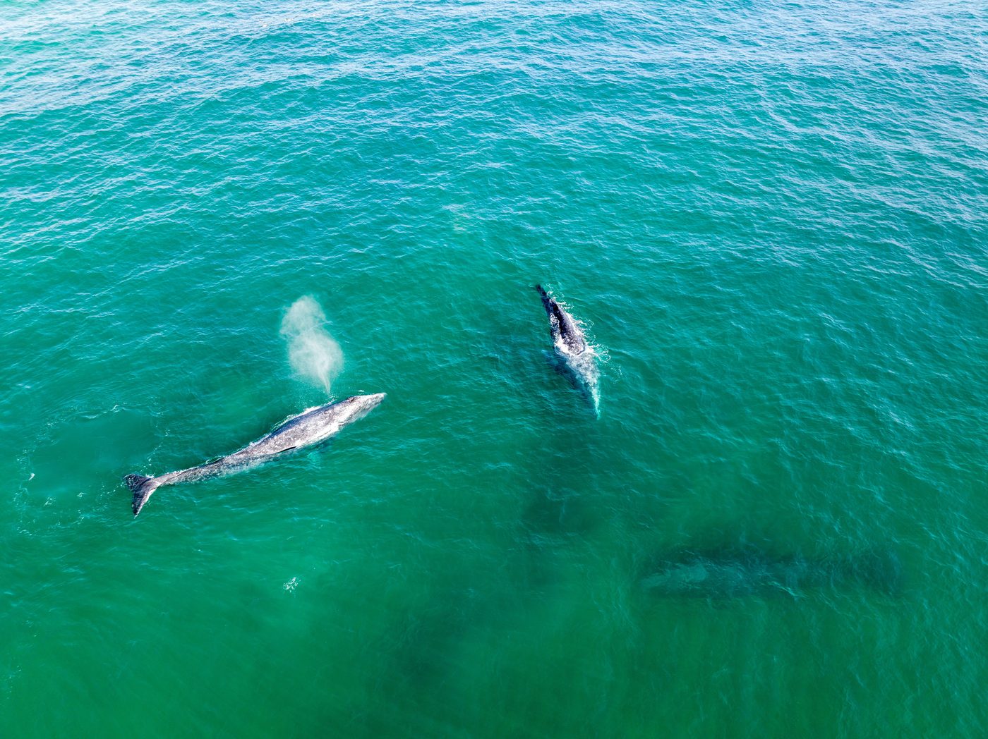 Aerial view of two gray whales surfacing in green water off Cabo